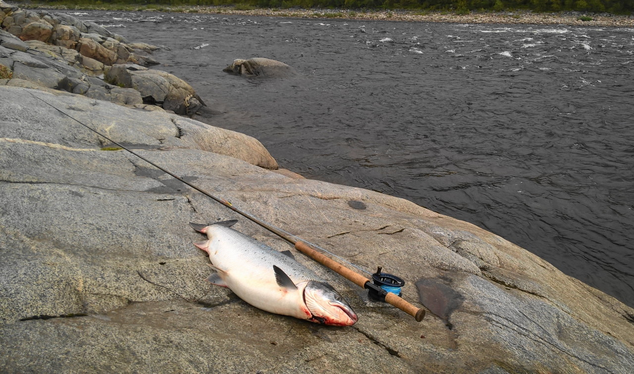 Laksefiske
